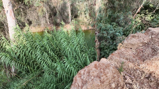 El río Tinto en Niebla El río Tinto al pie de la muralla de Niebla, con agua verdosa entre cañas y eucaliptos